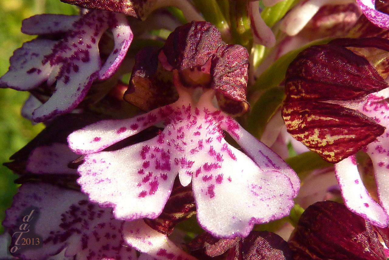 1323 Orchis purpurea foncée