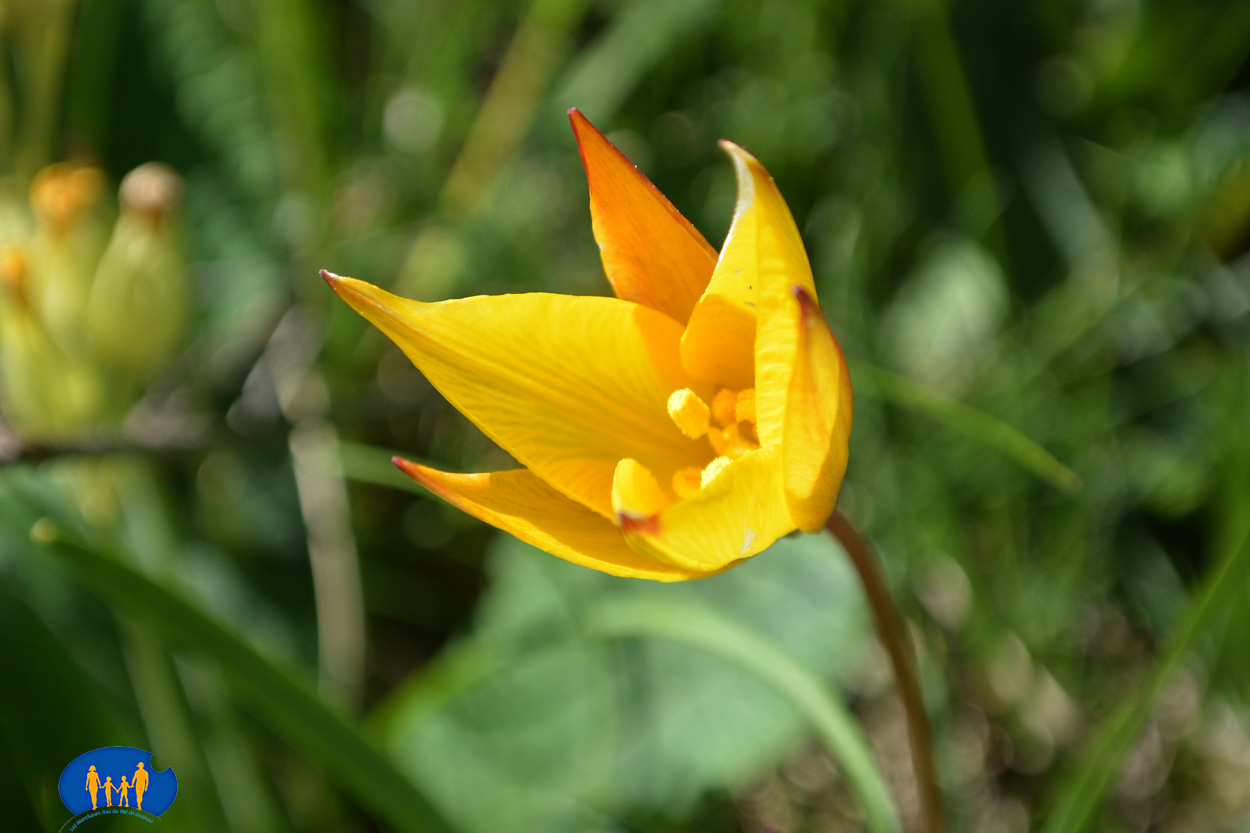 1621 Tulipe sauvage