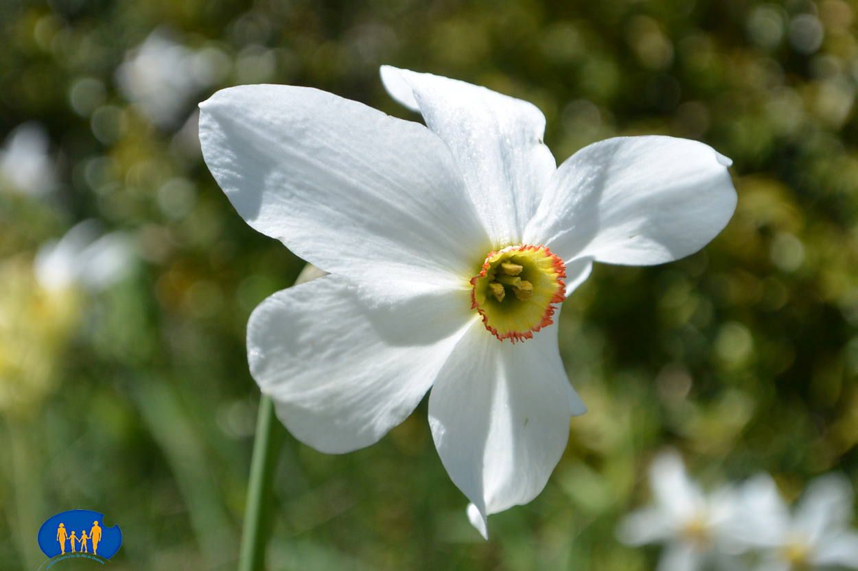 1624 Narcisse - Fleur des poètes
