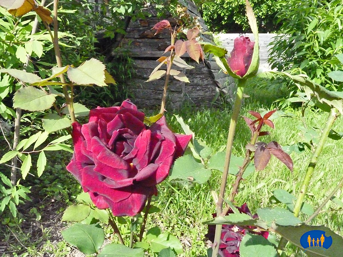 1831 Rose