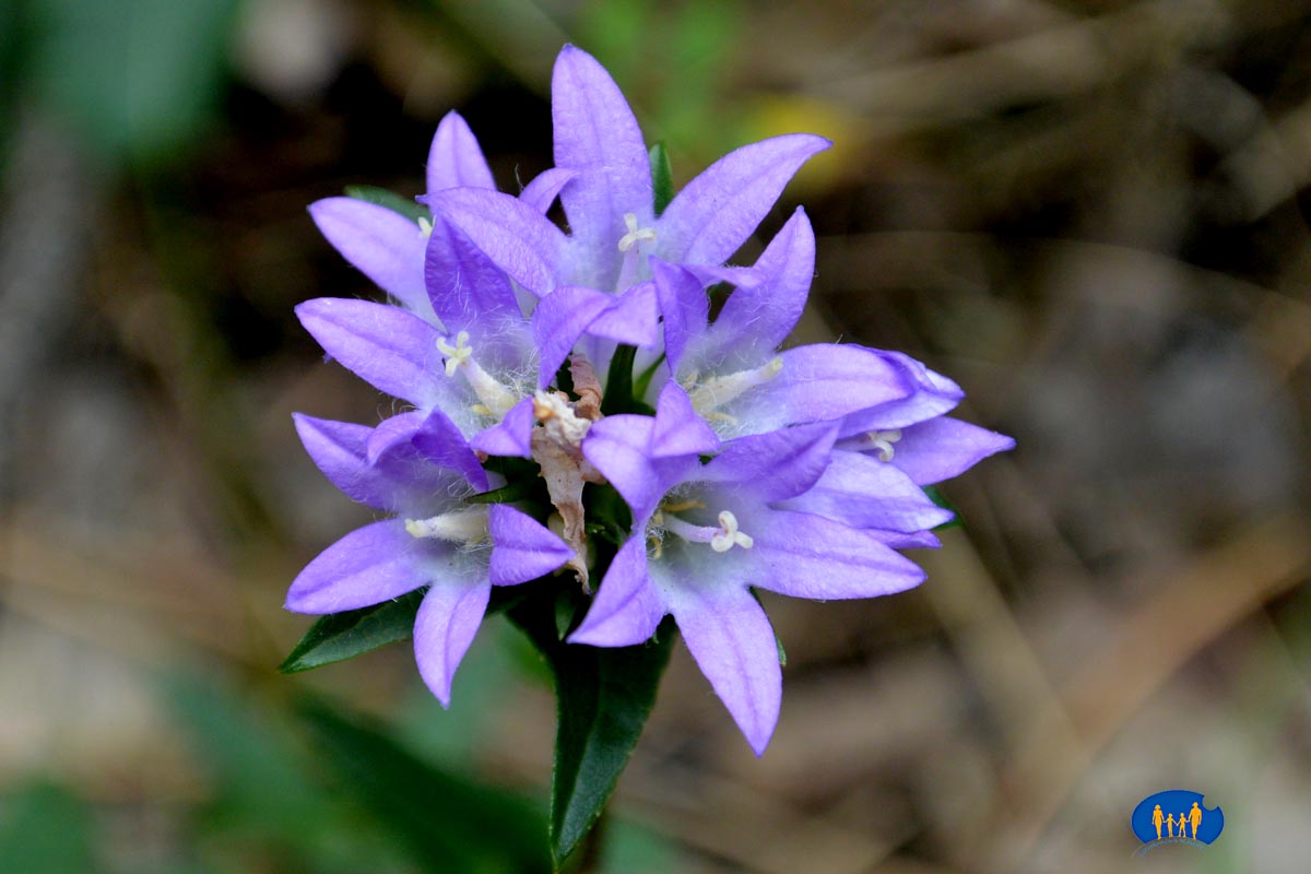 1838 Fleur bleue