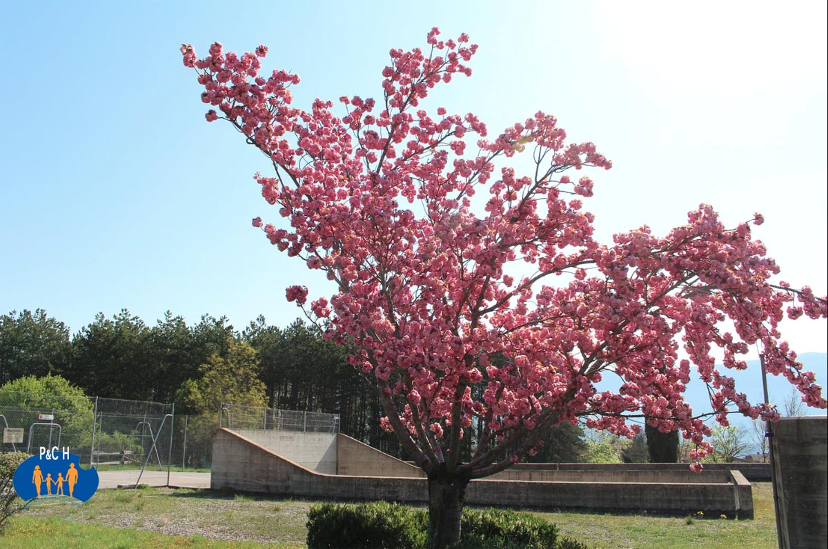 Barry 17 - Cerisier à fleurs