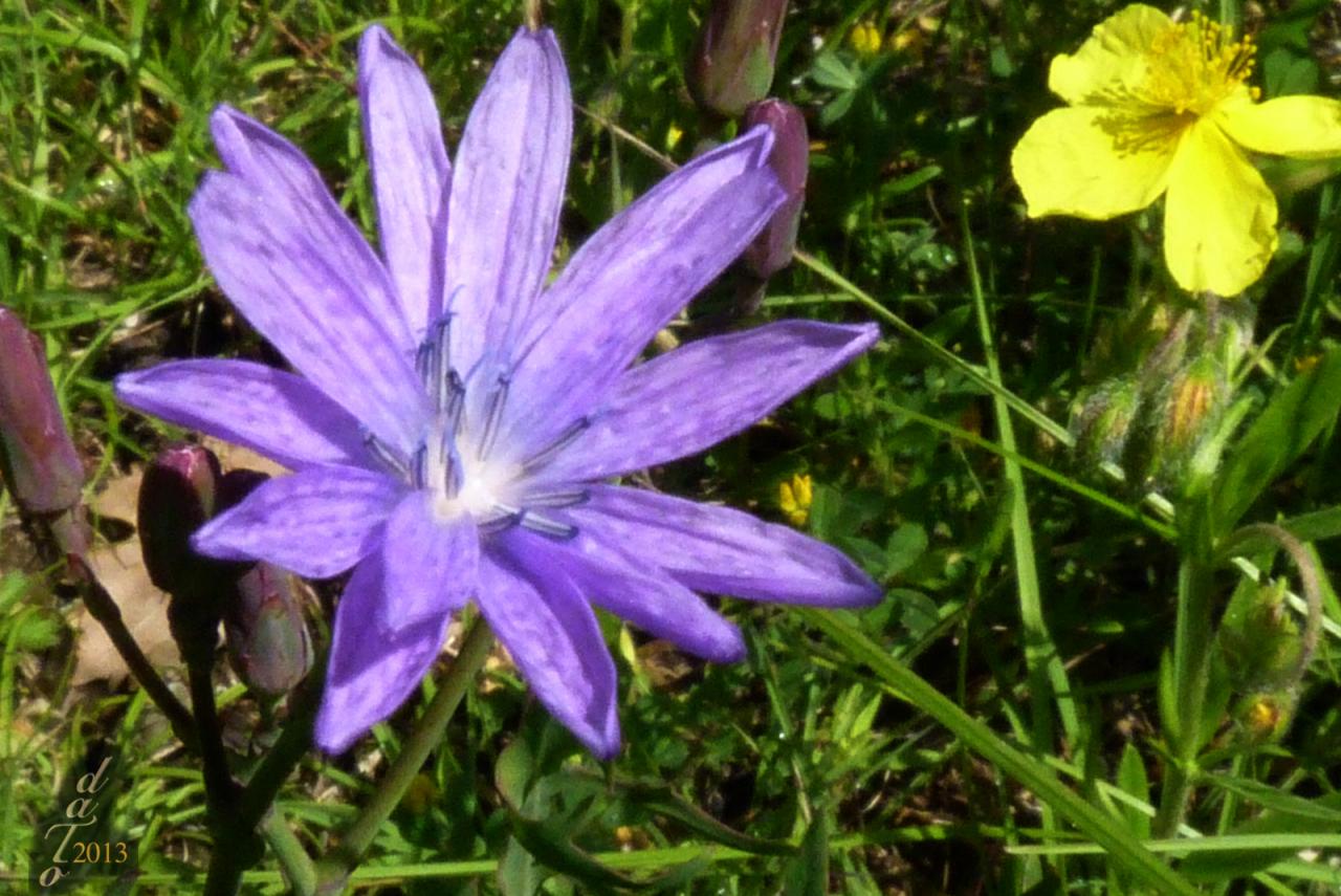 Fleur bleue-502a