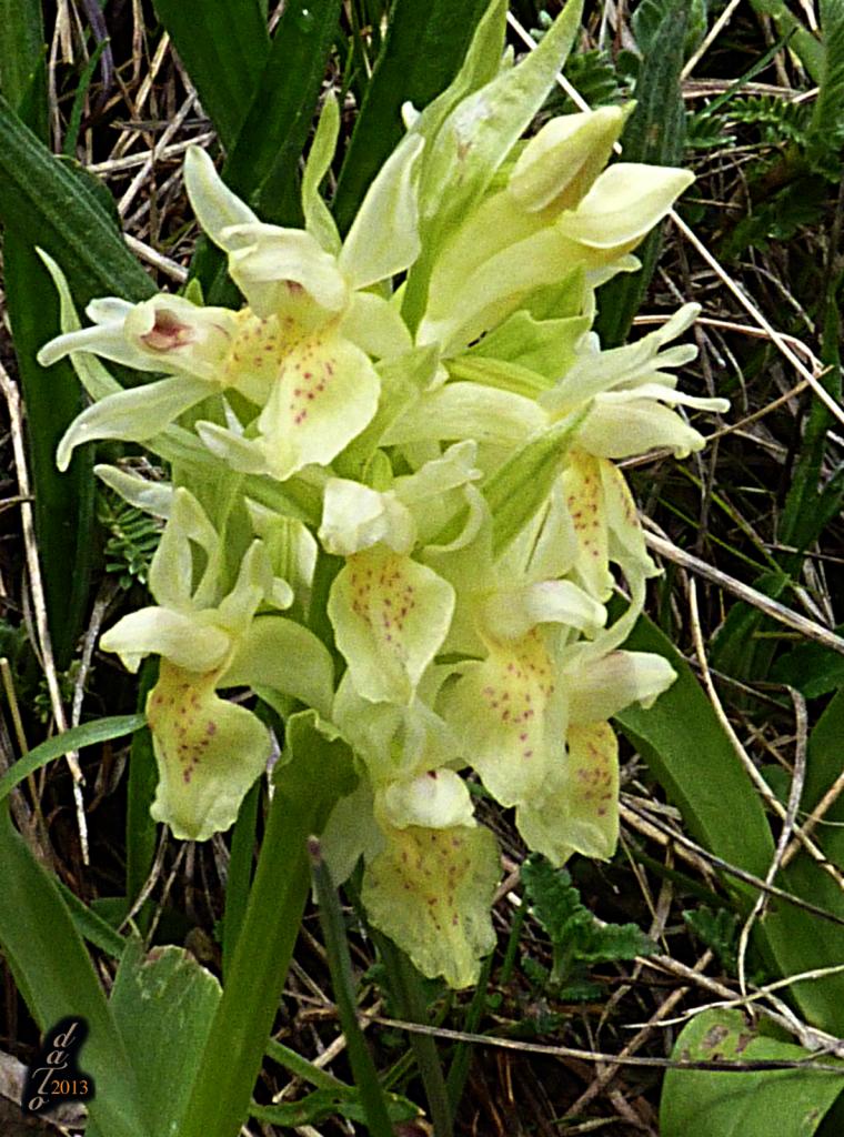 La Grésière - Orchidée-398