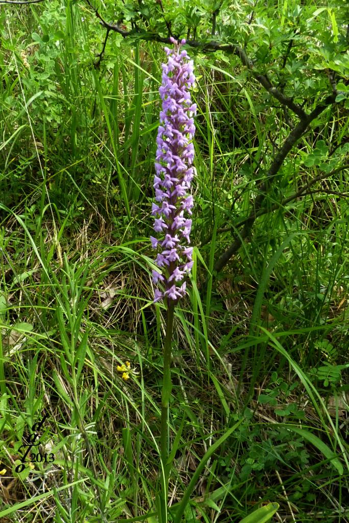 Orchidées-566a