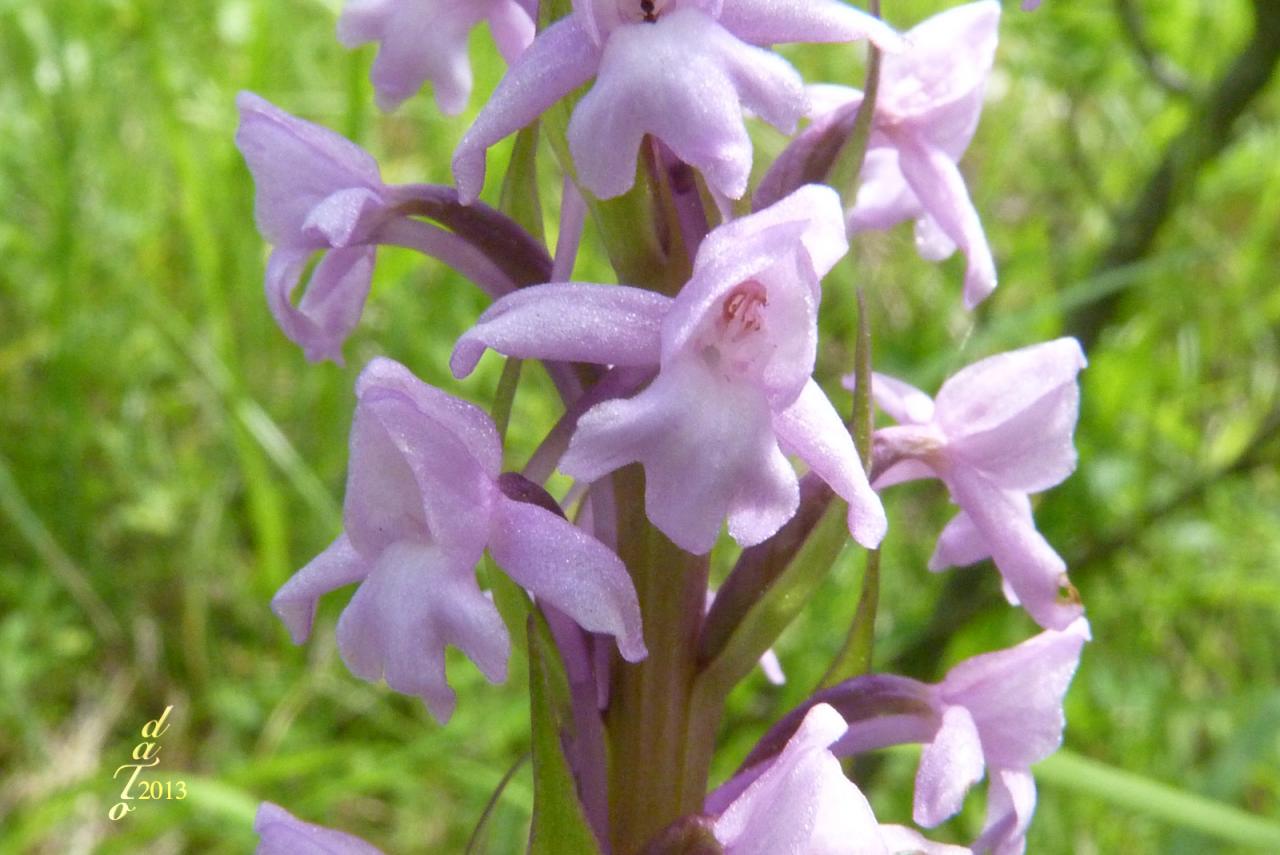 Orchidées-567a