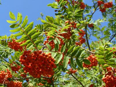 Bel arbuste aux baies rouges : Le sorbier des oiseleurs (sorbus aucuparia).