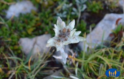Edelweiss.