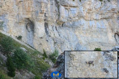 Bouquetins sur une paroi verticale