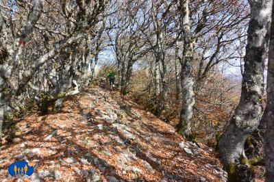 Rochers de Chironne - Sentier rocailleux en sous-bois de hêtres.