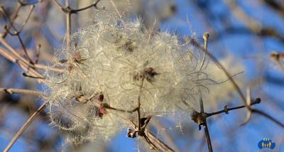 Les graines chevelues de clématites attendent d'être transportées par le vent pour se semer plus loin.