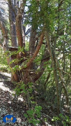 Gros pin sylvestre
