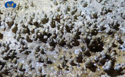 Petits champignons de calcaire qui couvrent les parois de la Grotte