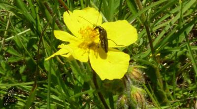 Insecte butineur sur une belle fleur jaune.