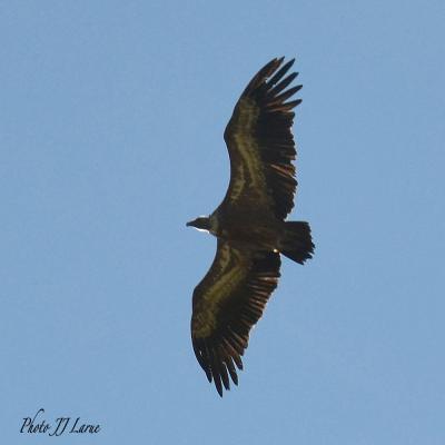 Tussac - Un vautour vole au-dessus de nos têtes.