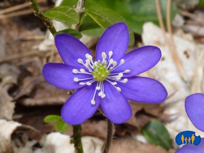 Belle anémone des bois.