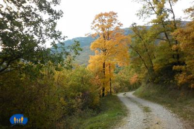 Au détour du chemin, un frêne offre ses belles couleurs jaune d'or.