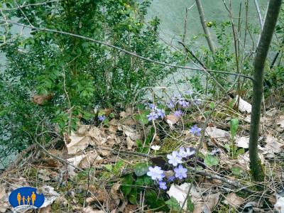 Fleurs printanières.