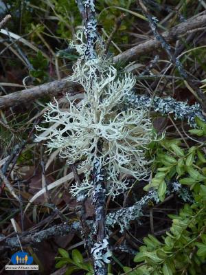 Un lichen au même endroit, pour comparaison !