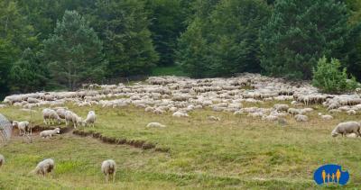 Le troupeau de moutons.