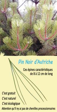 Pin noir d autriche