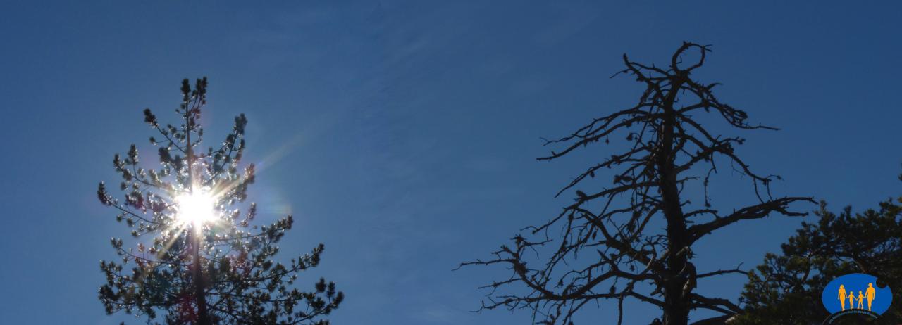 1301 Soleil d'hiver