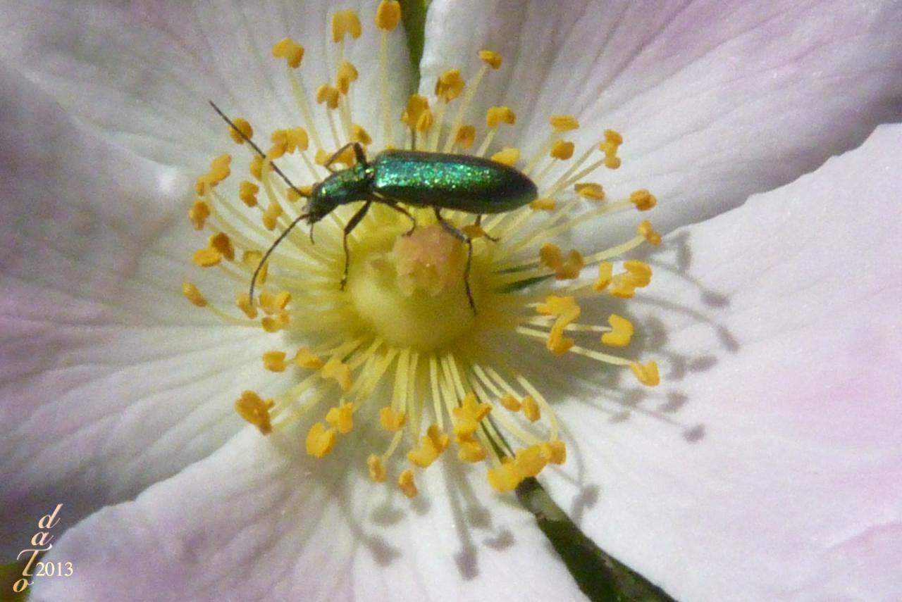 1331 Insecte sur églantine-609a