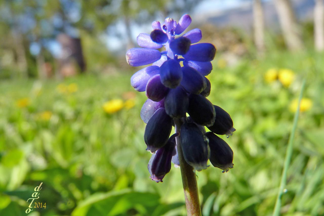 1417 Muscari sauvage (oignon)