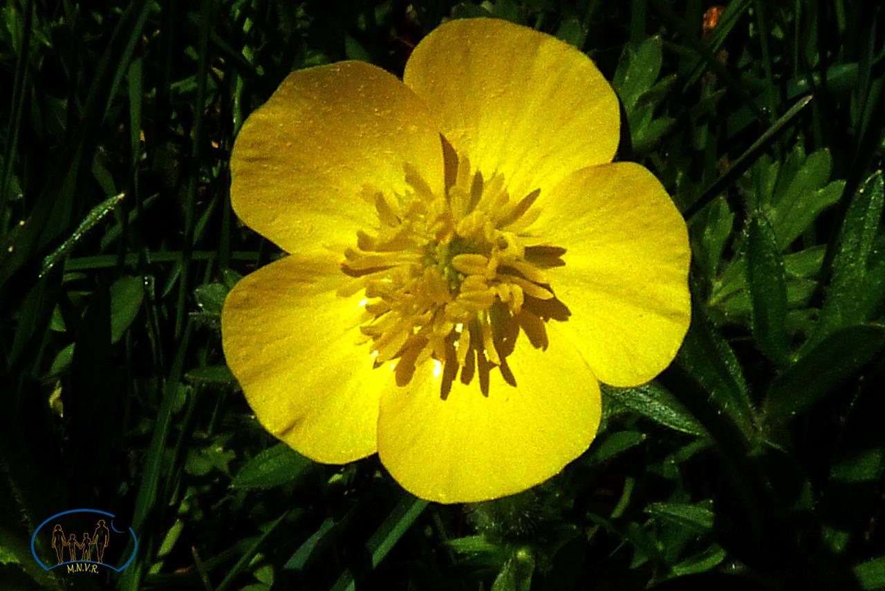 1419 Bouton d'or