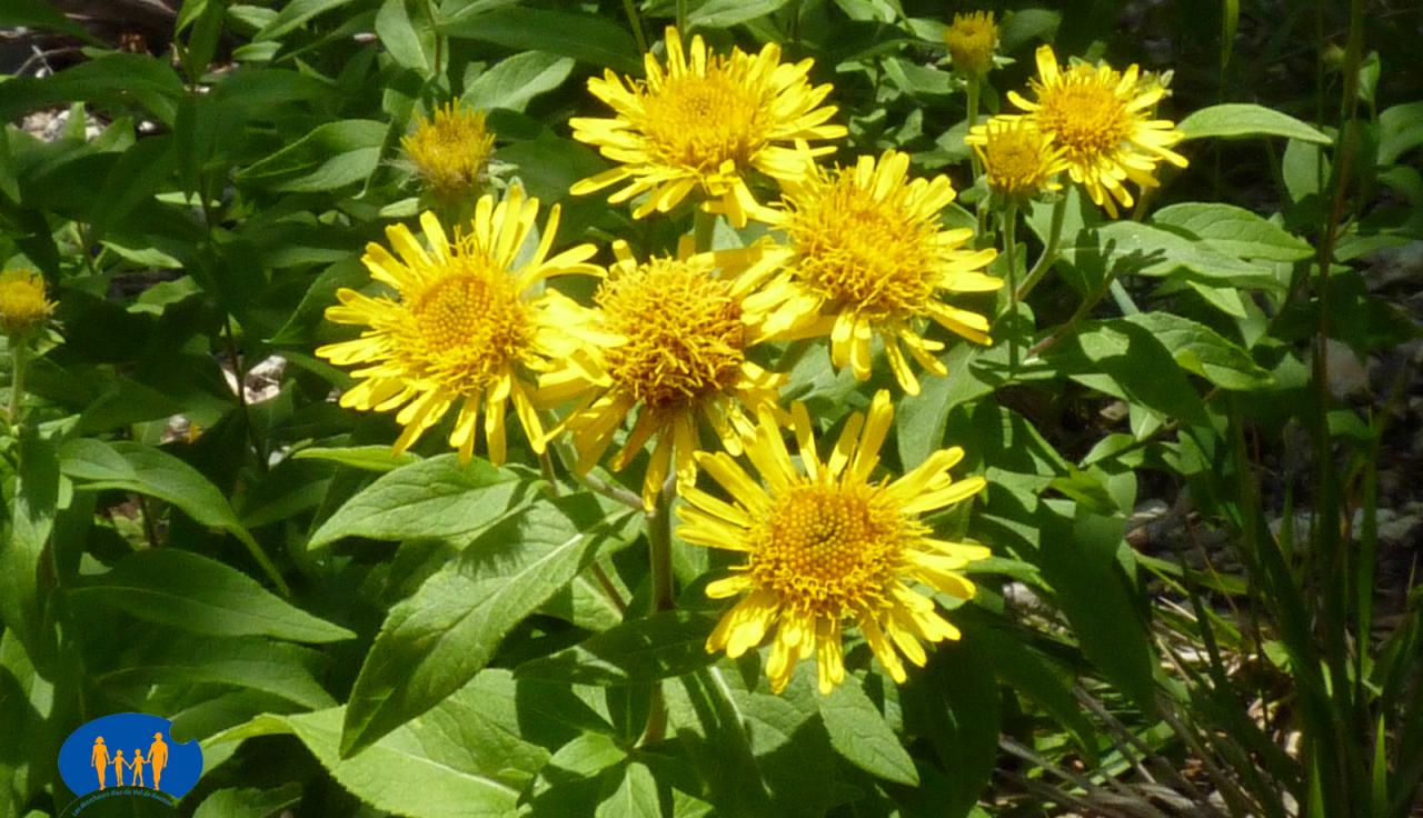 1432 Fleurs jaunes