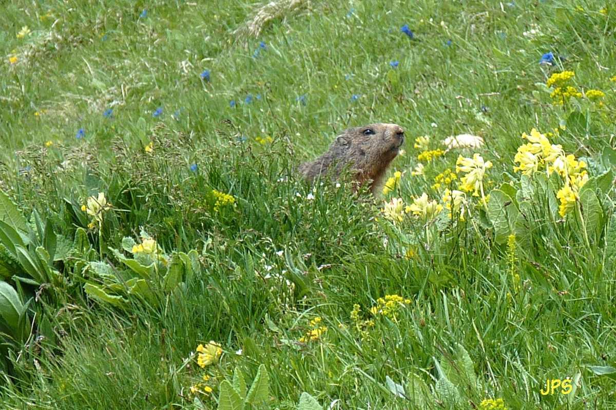 1627 Marmotte