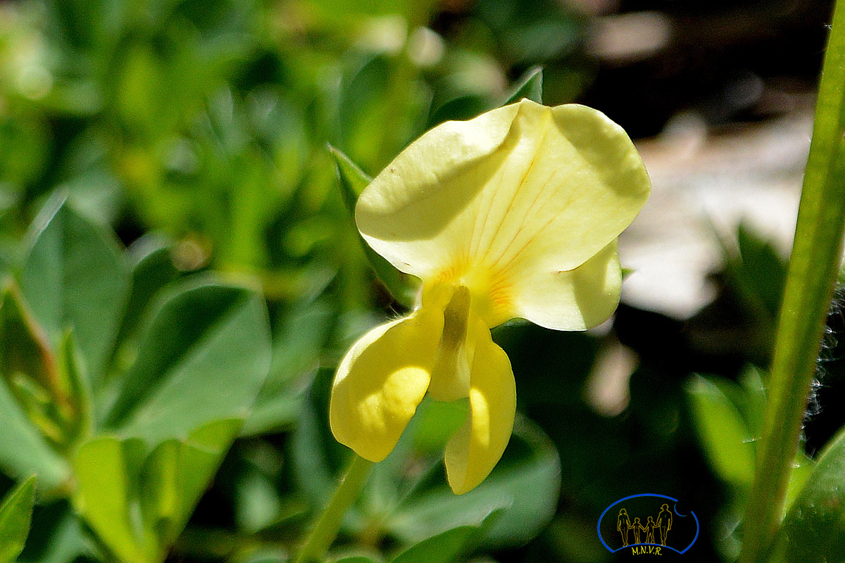 1636 Fleur