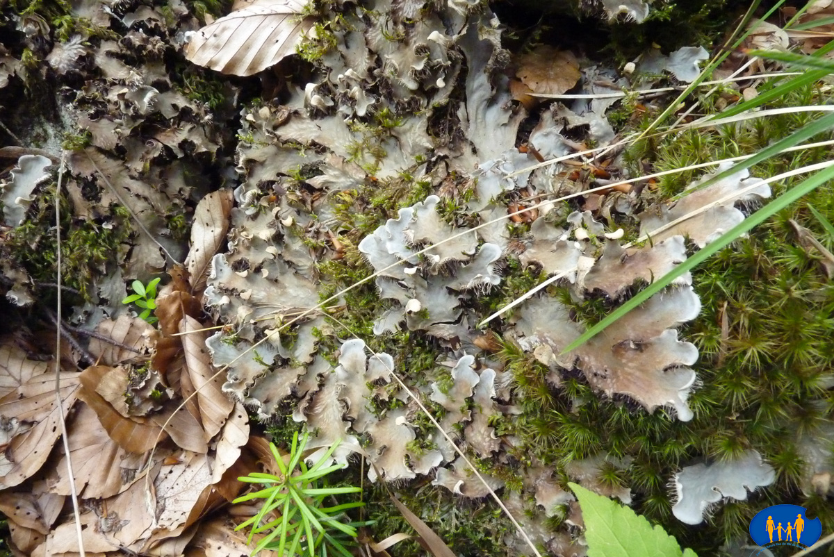 1640 Lichens