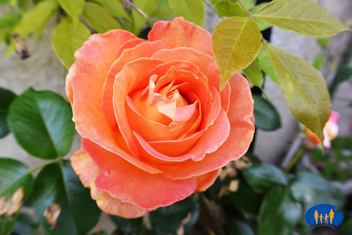 1723 Rose saumon
