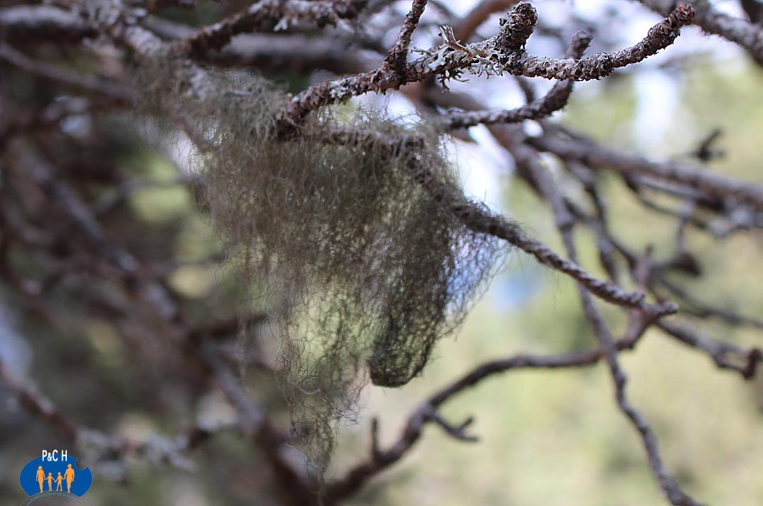 1728 Lichens chevelus