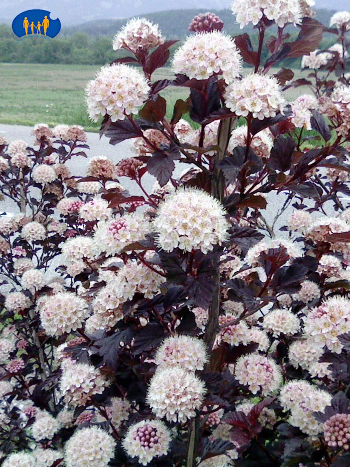 1826 Fleurs