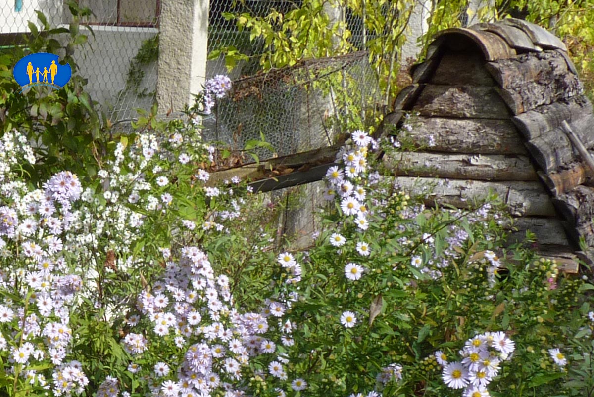 1843 Asters