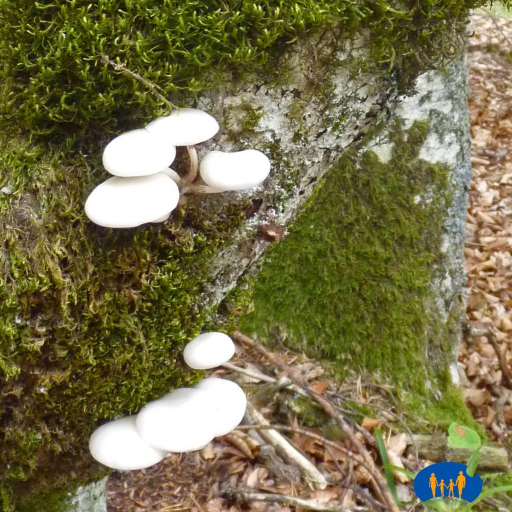 Champignons blancs-128a