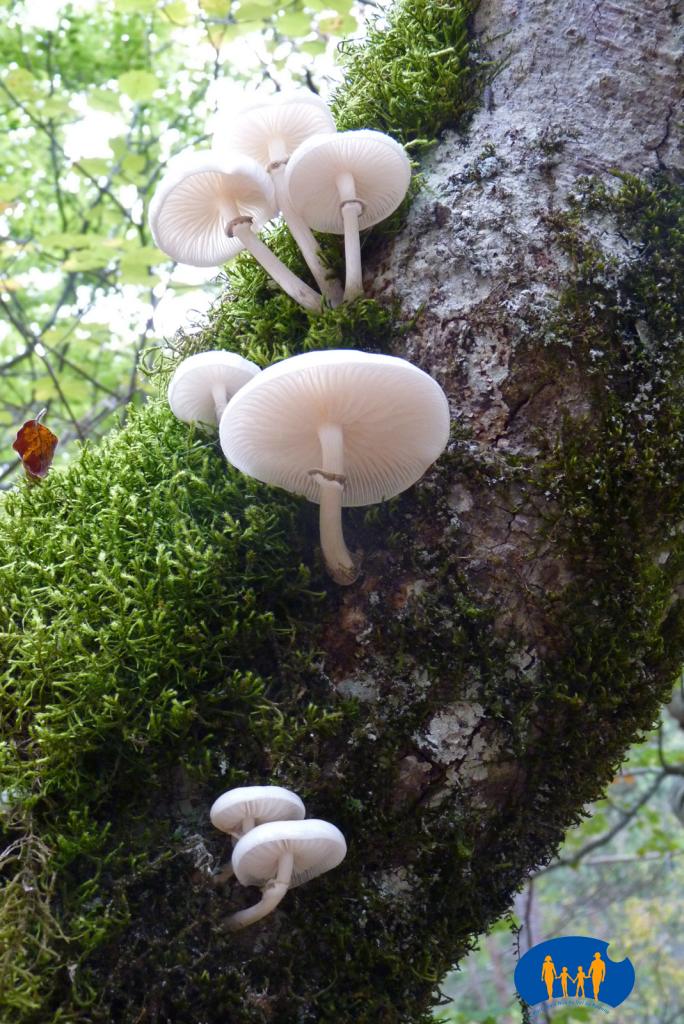 Champignons blancs-129a