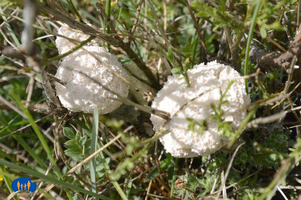 DSC_1363f