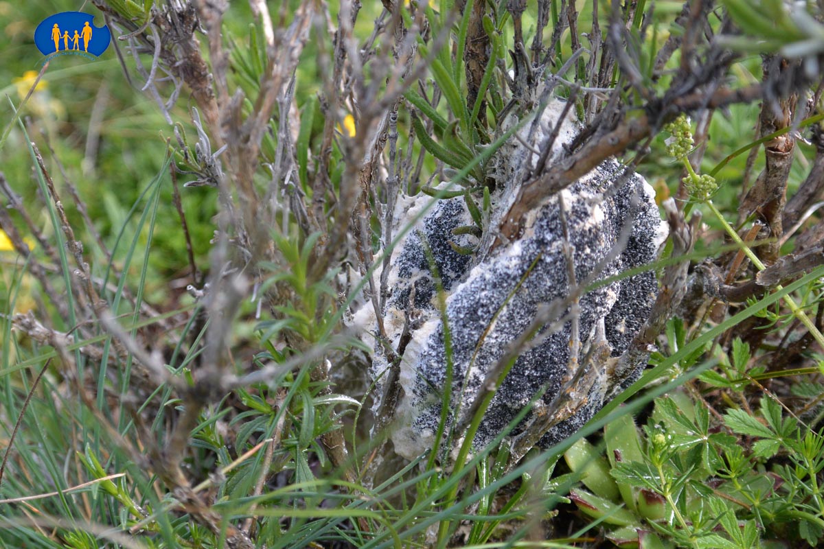 DSC_1383f