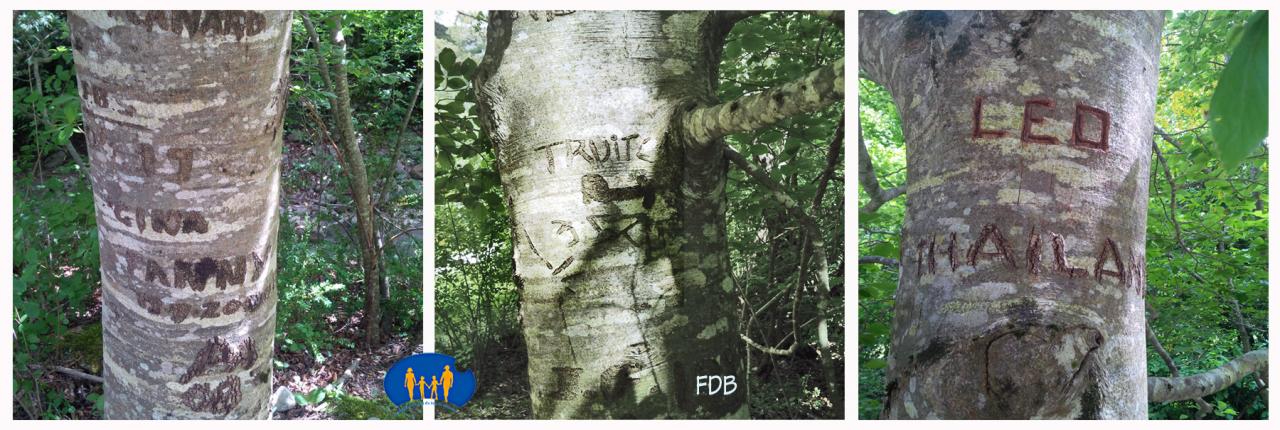 Inscriptions sur fayards - Truites à droite !