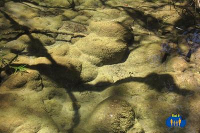 Le fond caillouteux soudé par le calcaire est typique de ce ruisseau 990a
