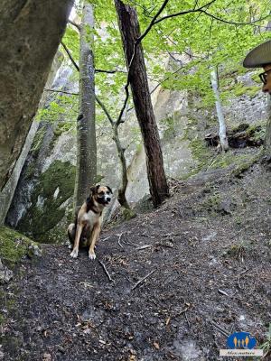 Le chien fait une pause, il est fatigué.