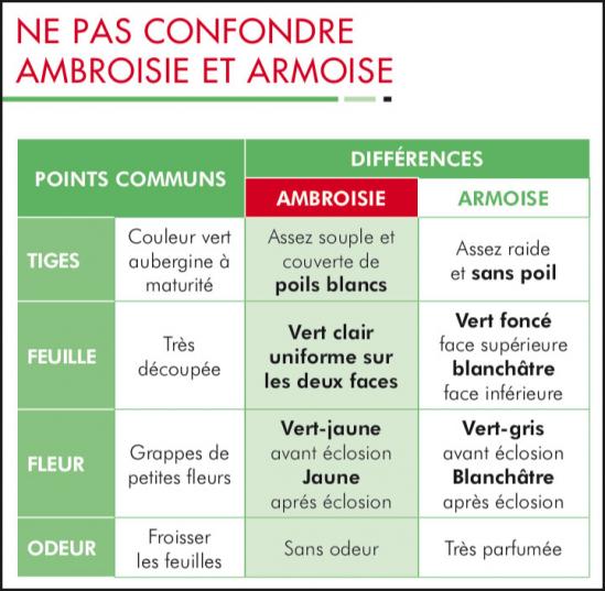 Ambroisie identification