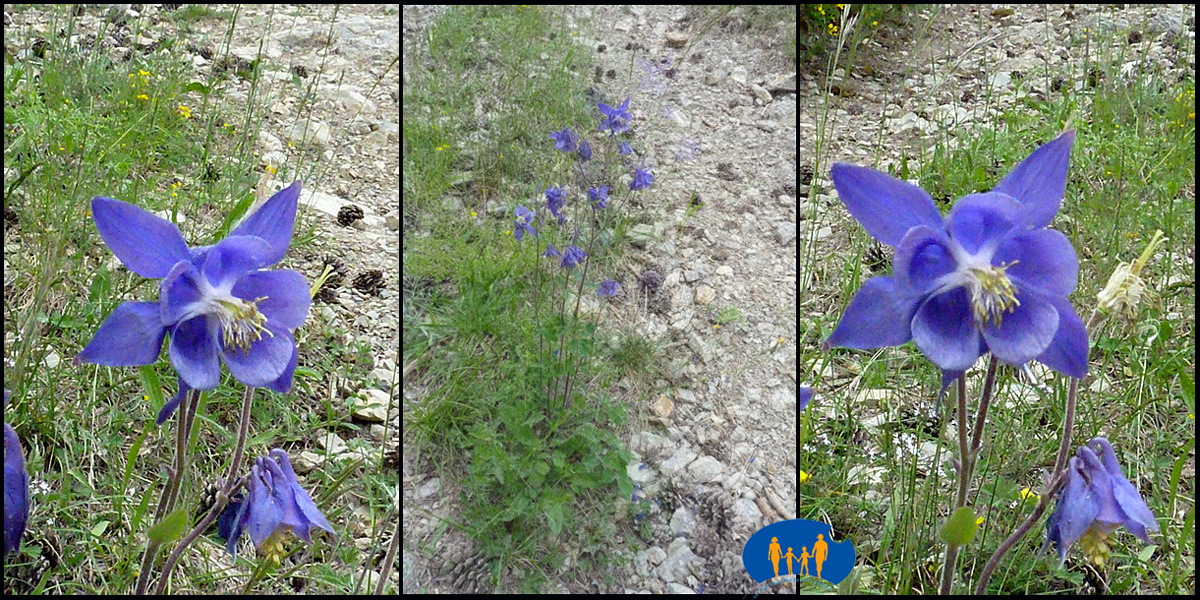 Ancolies bleues des champs.