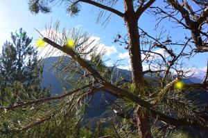 Branches coupees