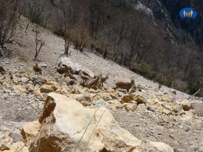 Compteur à moutons 8 - En-dessous du sentier, la harde de bouquetins.