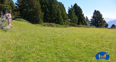 Tussac - Pâturages de montagne.