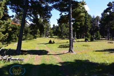 Tussac - Forêt de pins à crochets.
